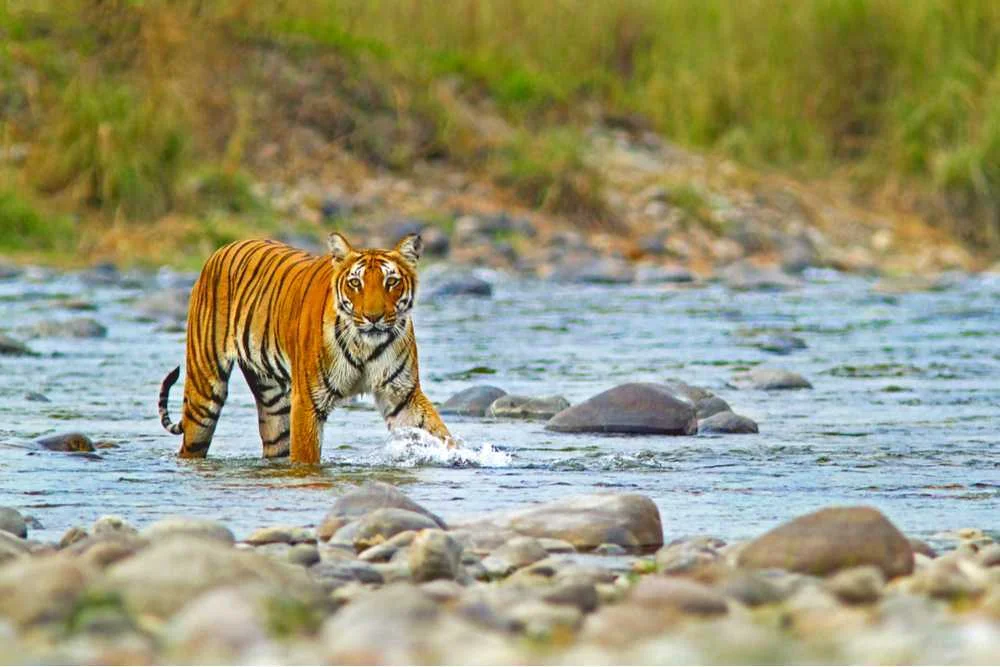  Jim Corbett Tour Package